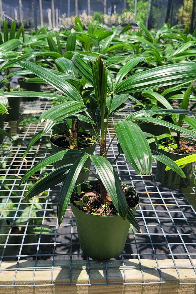 rhapis-lady-palm