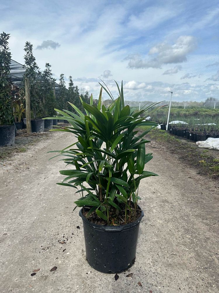 rhapis-lady-palm