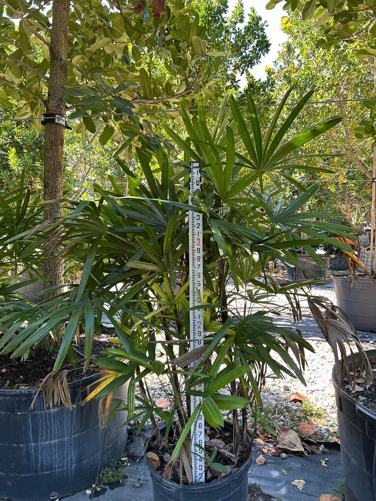 rhapis-lady-palm