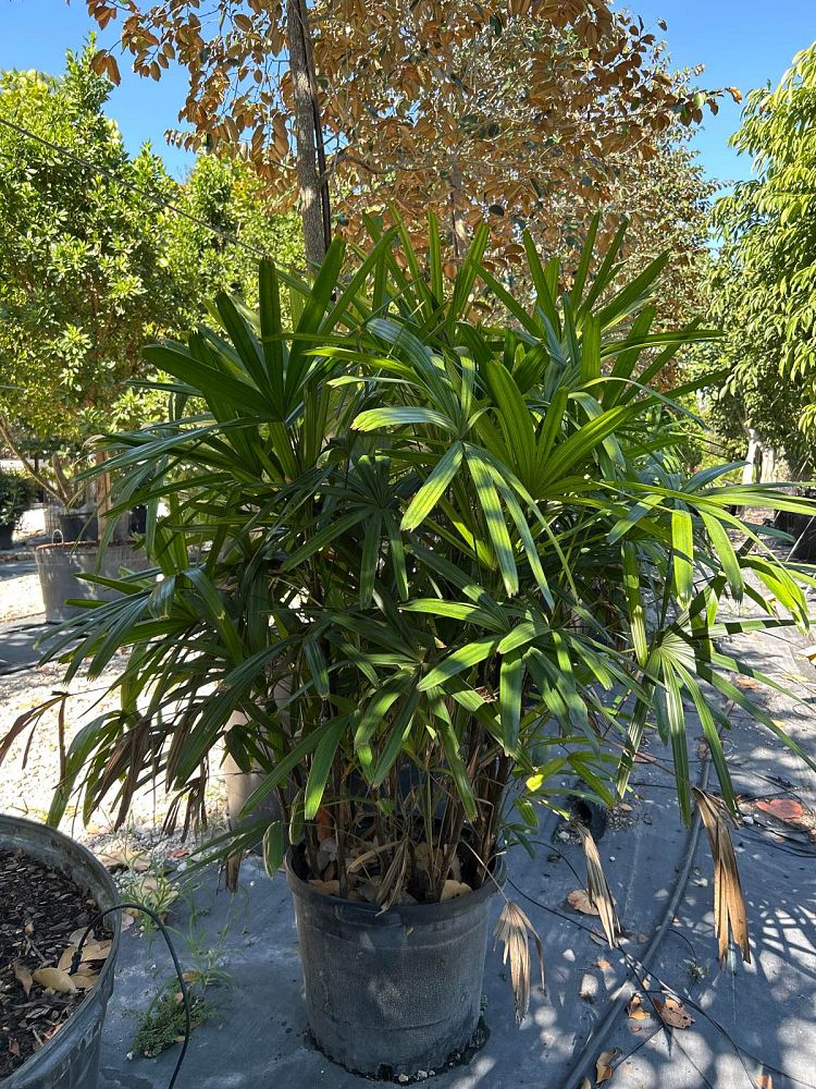 rhapis-lady-palm