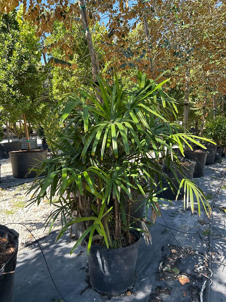 rhapis-lady-palm