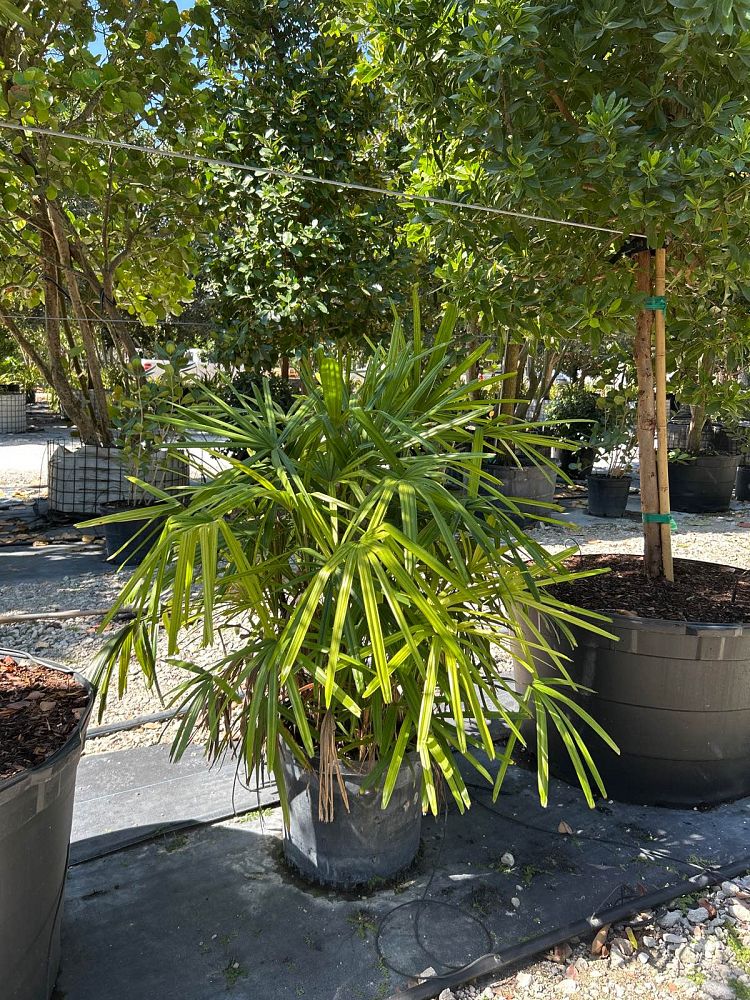 rhapis-lady-palm
