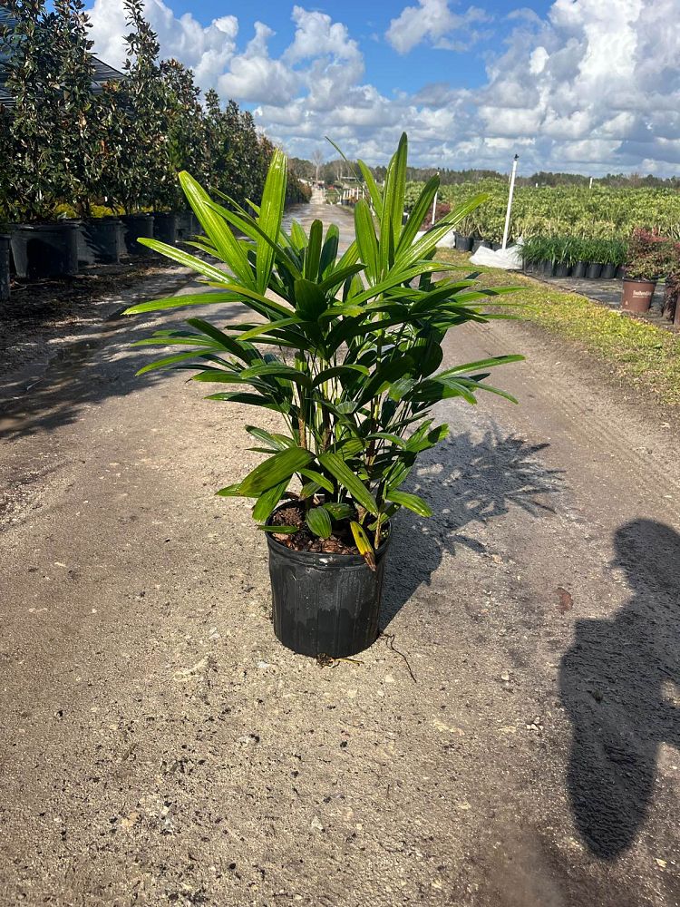 rhapis-lady-palm