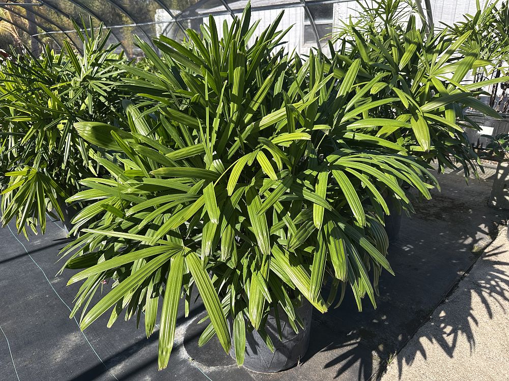 rhapis-lady-palm