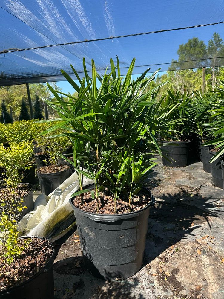 rhapis-lady-palm