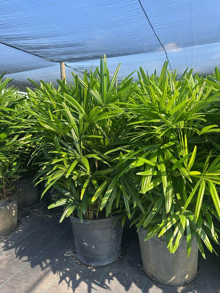 rhapis-lady-palm
