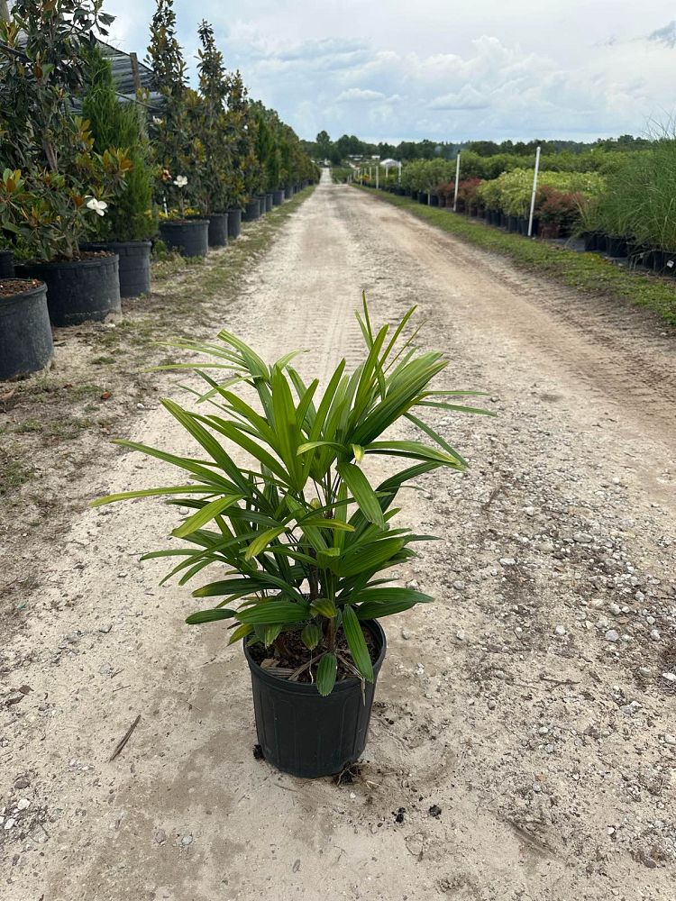 rhapis-lady-palm