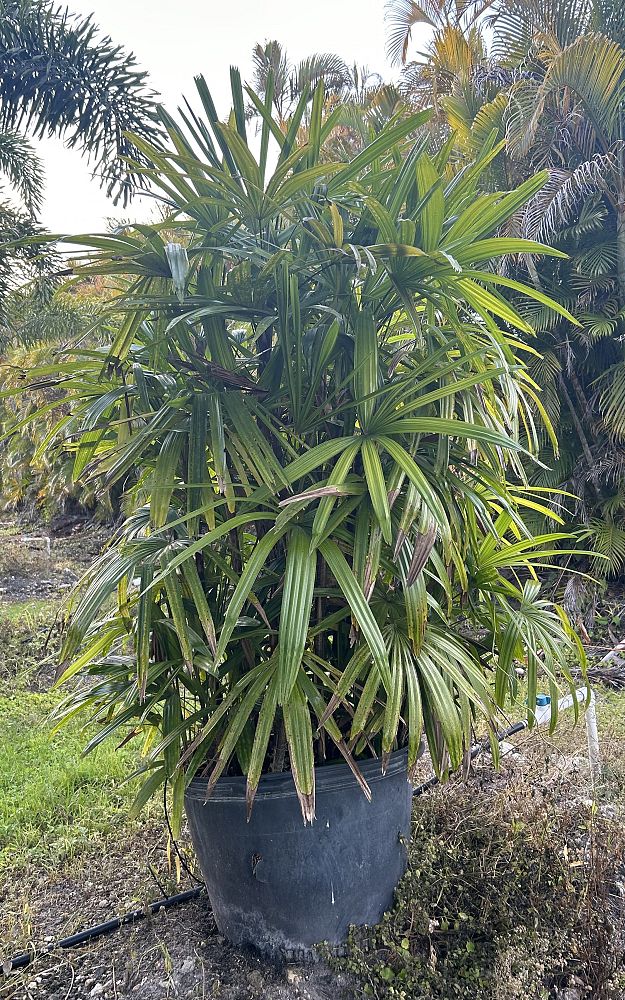 rhapis-lady-palm
