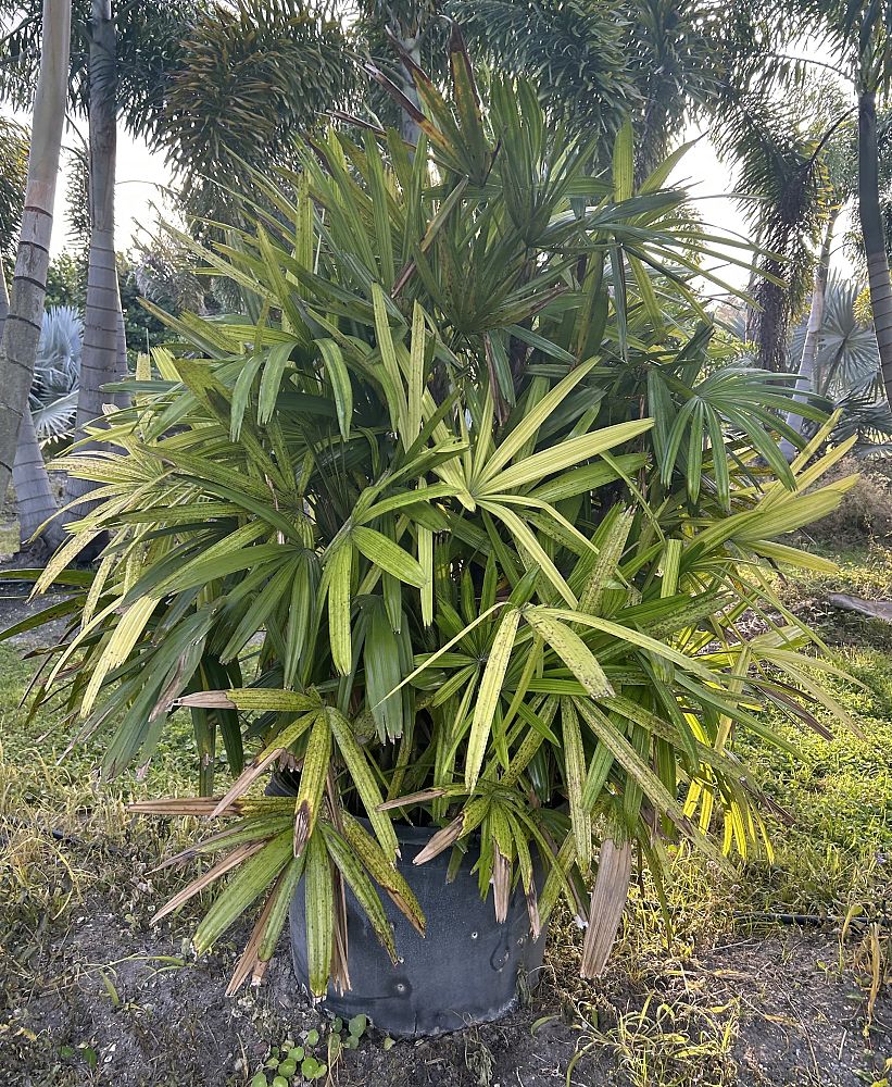 rhapis-lady-palm