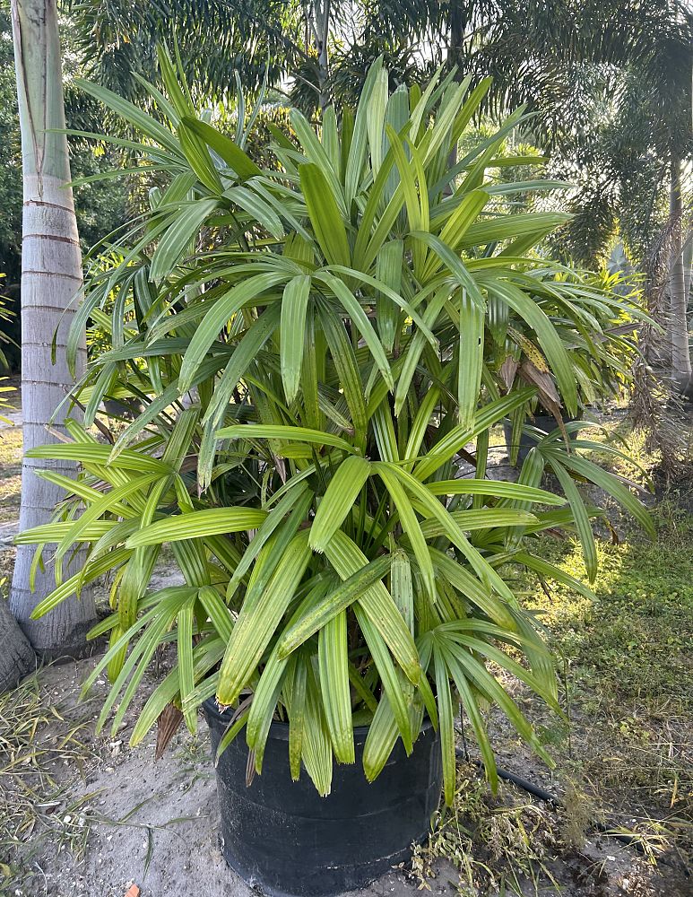 rhapis-lady-palm