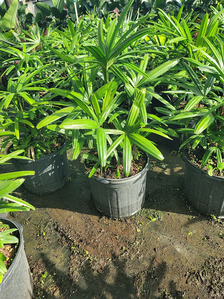 rhapis-lady-palm