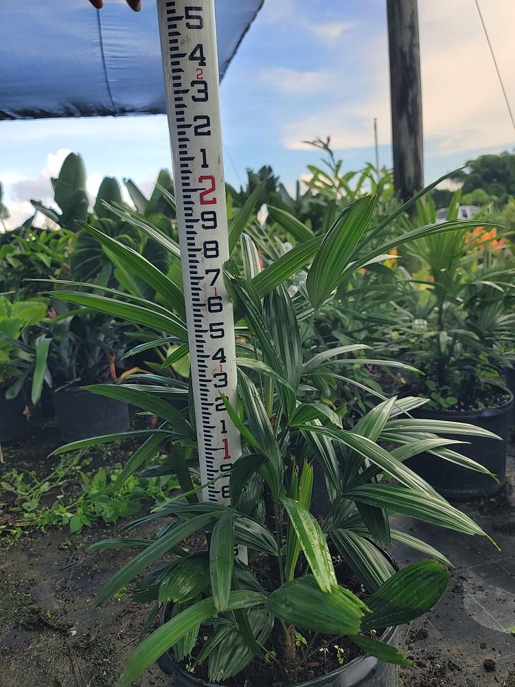 rhapis-lady-palm