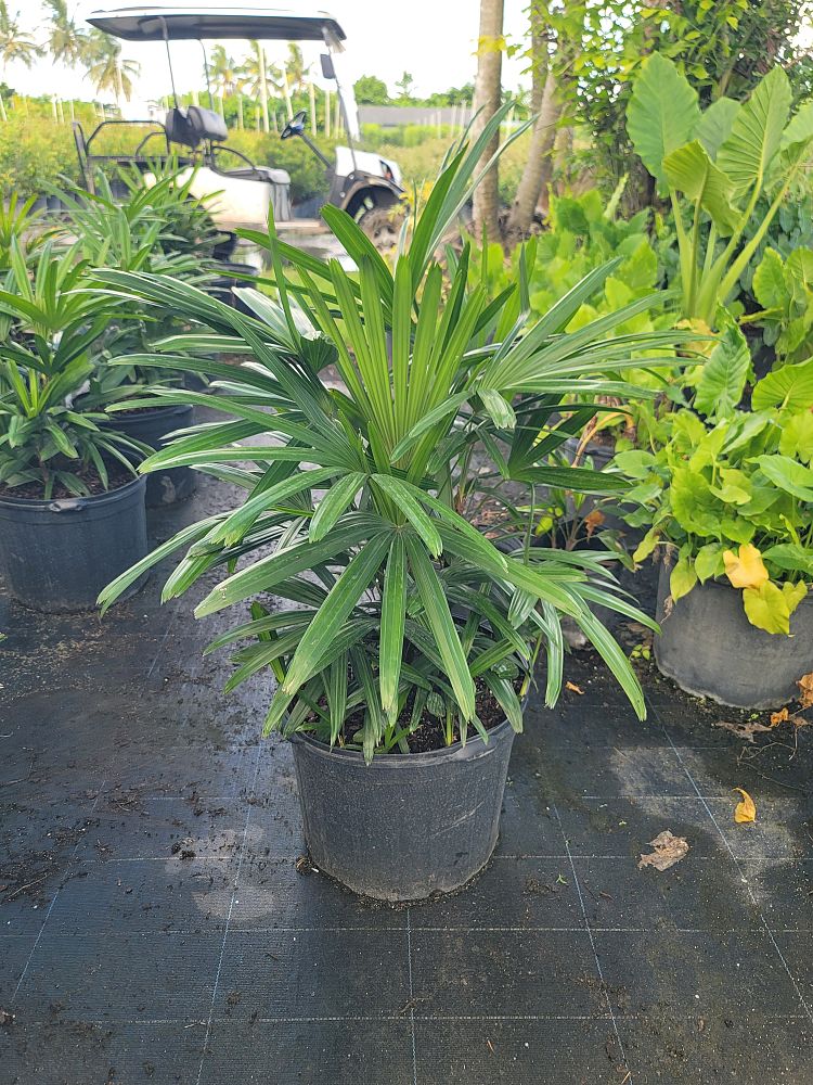 rhapis-lady-palm