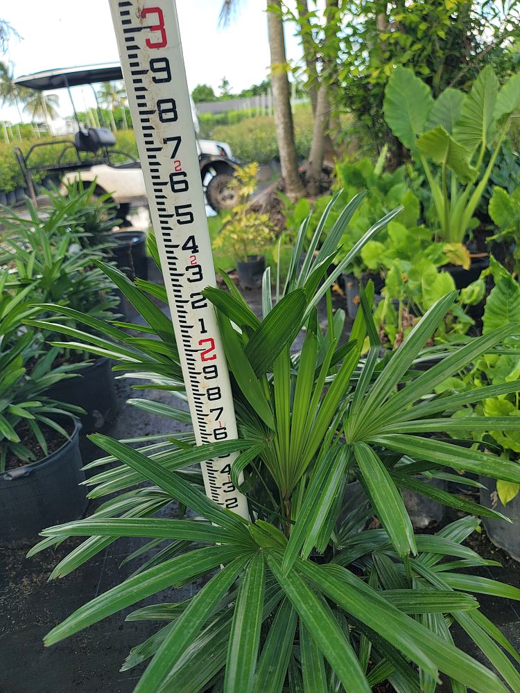 rhapis-lady-palm