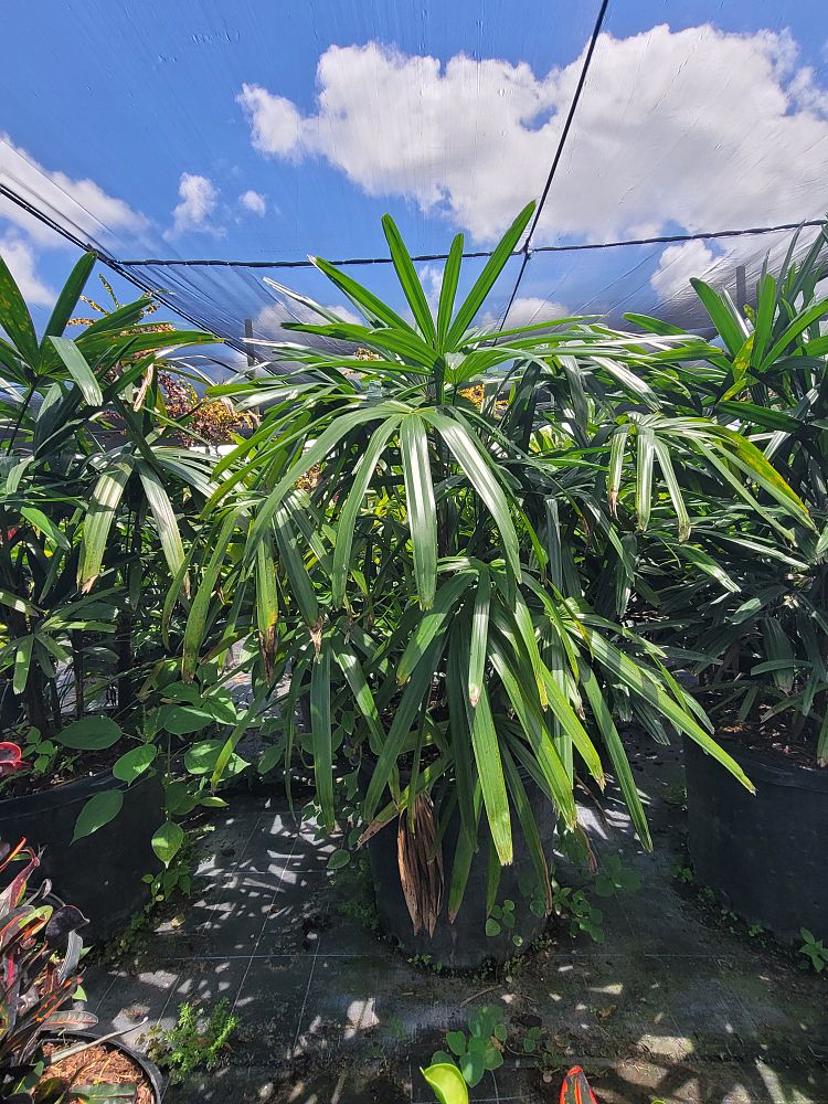 rhapis-lady-palm