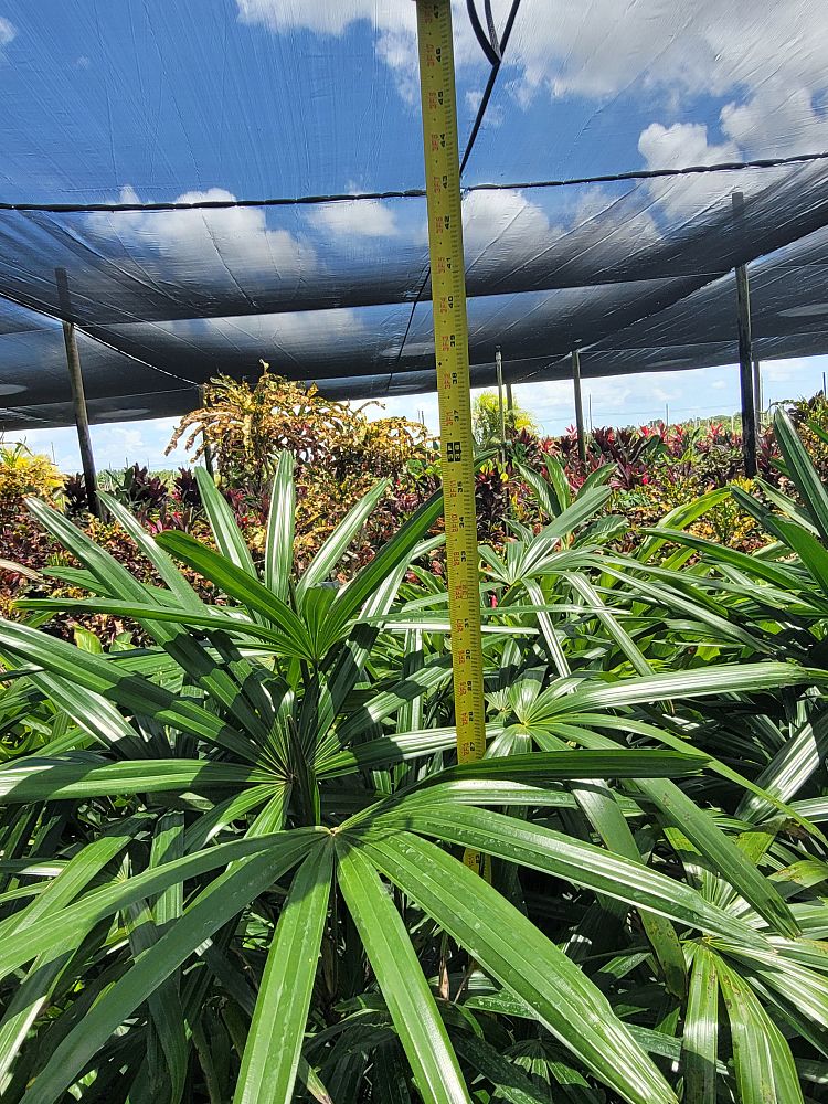 rhapis-lady-palm