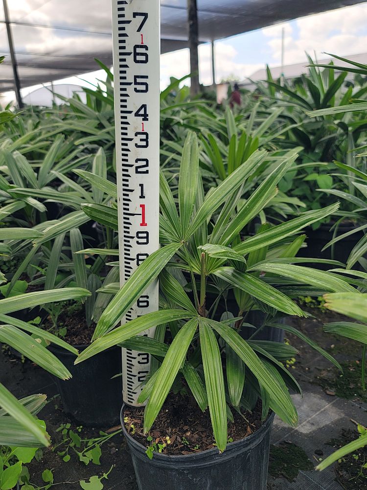 rhapis-lady-palm