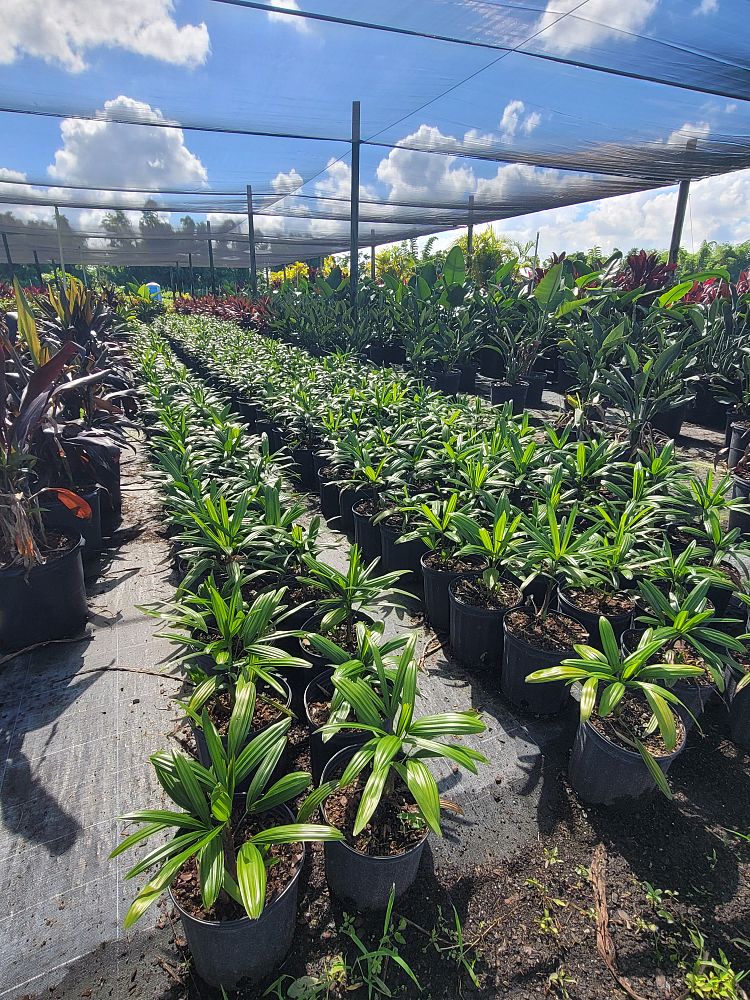 rhapis-lady-palm