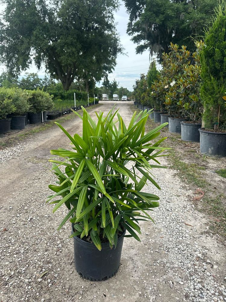 rhapis-lady-palm