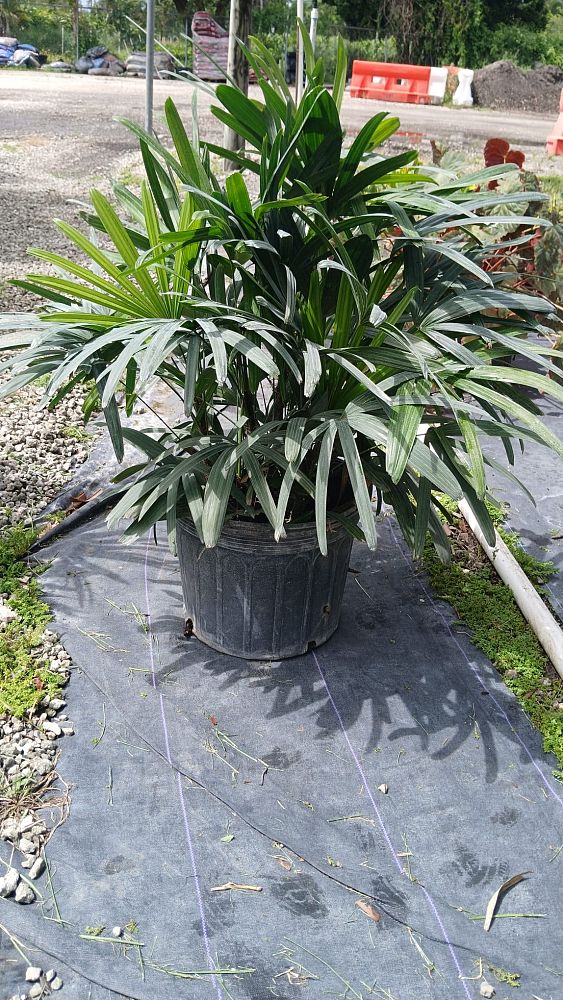 rhapis-lady-palm