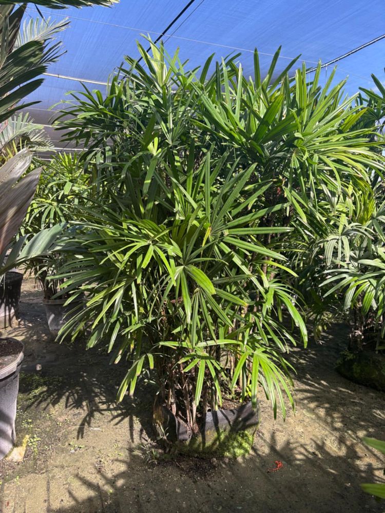 rhapis-lady-palm