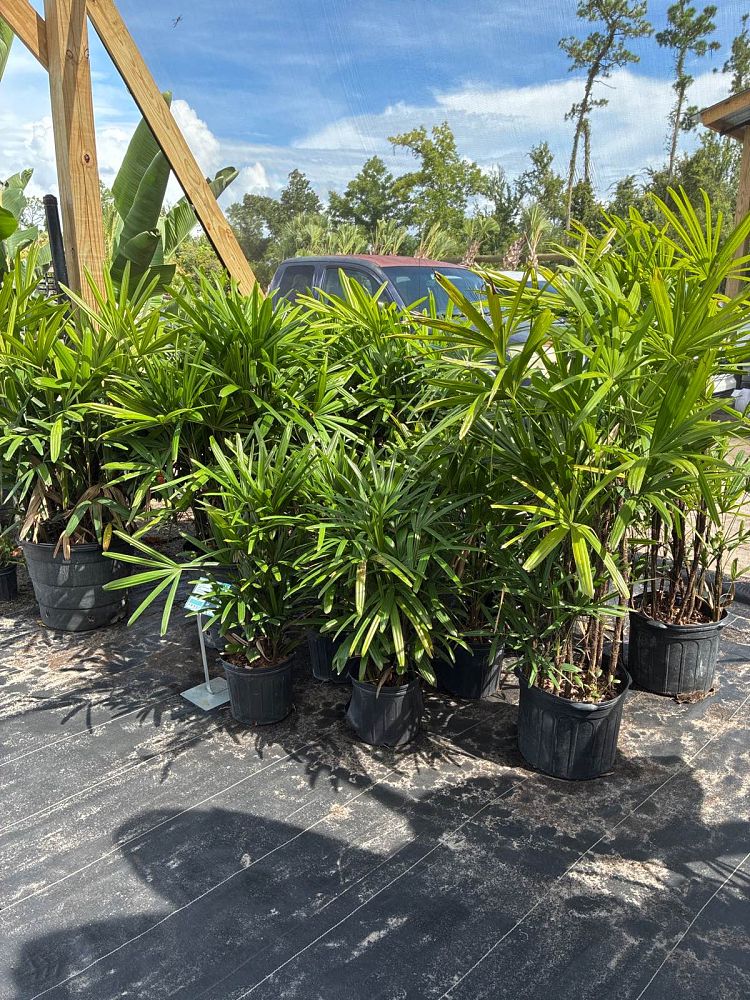 rhapis-lady-palm