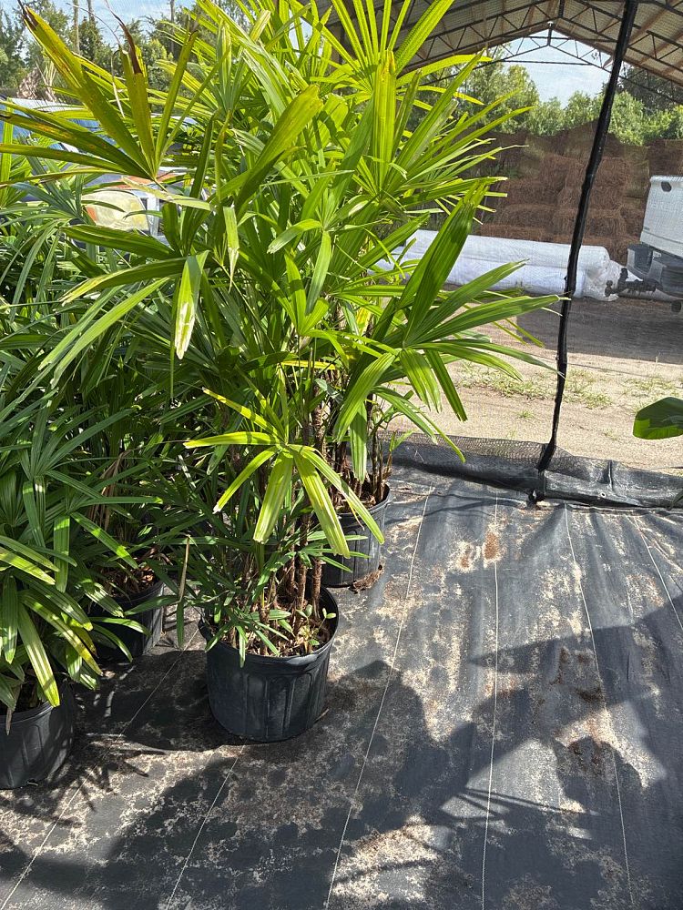rhapis-lady-palm