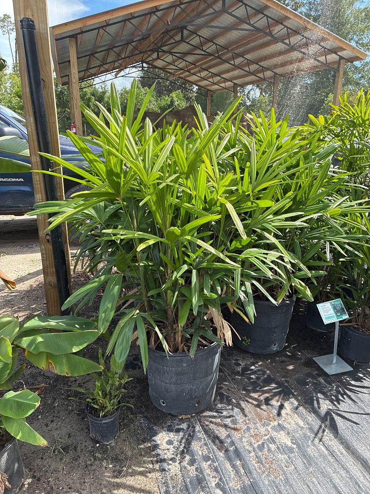 rhapis-lady-palm