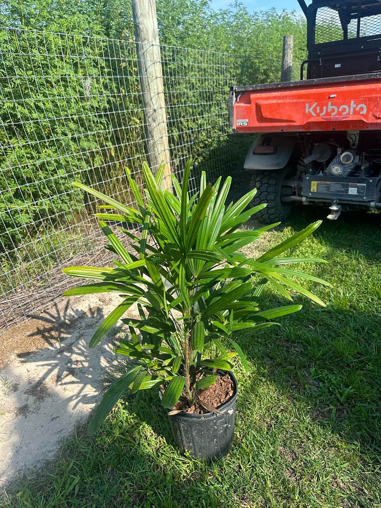 rhapis-lady-palm