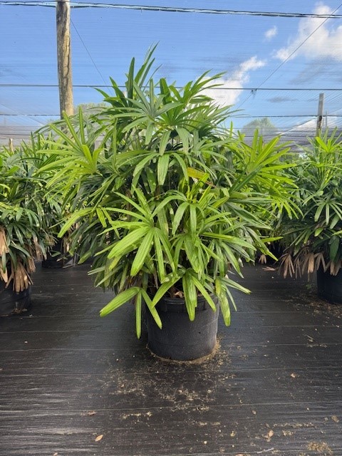 rhapis-lady-palm