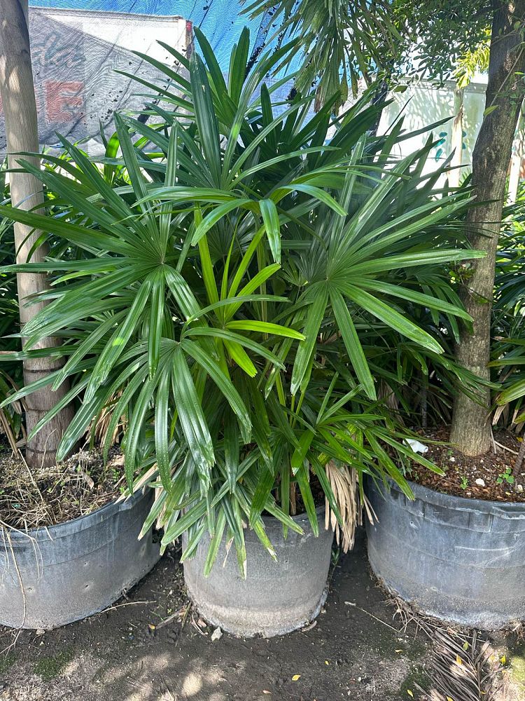 rhapis-lady-palm