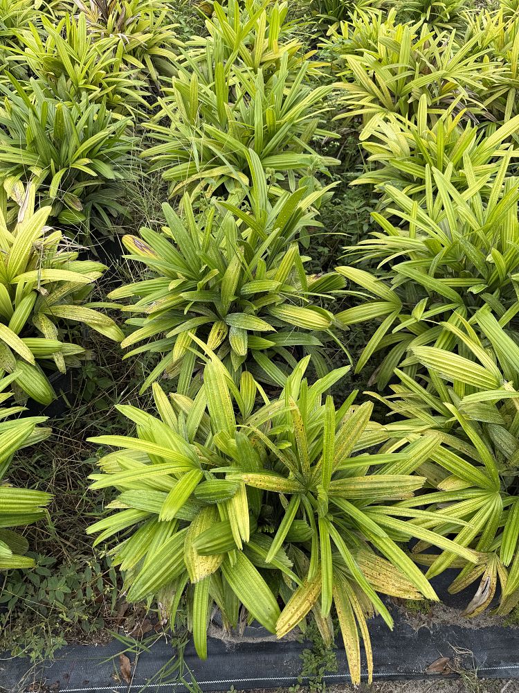 rhapis-lady-palm