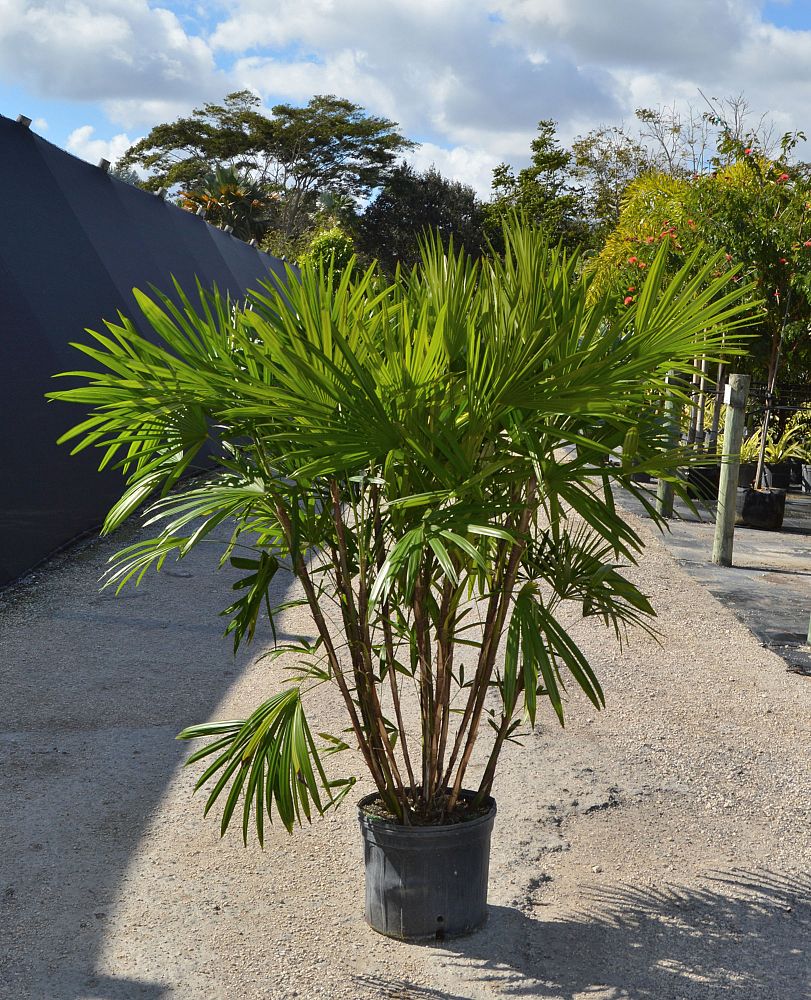 rhapis-multifida-jade-palm-finger-palm