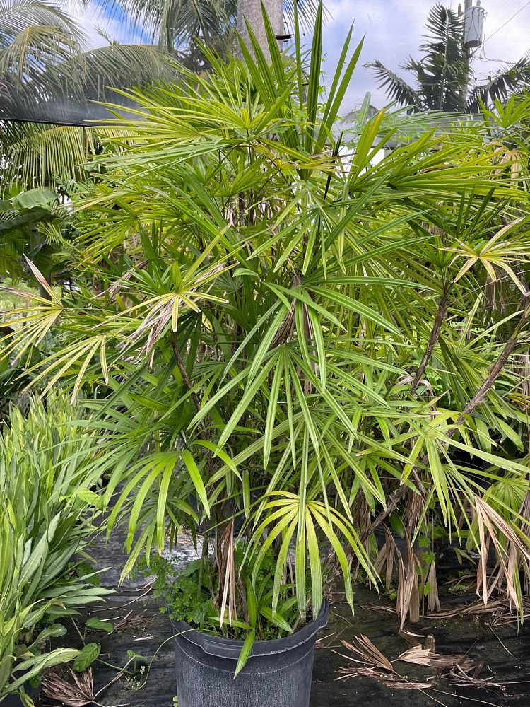 rhapis-multifida-jade-palm-finger-palm