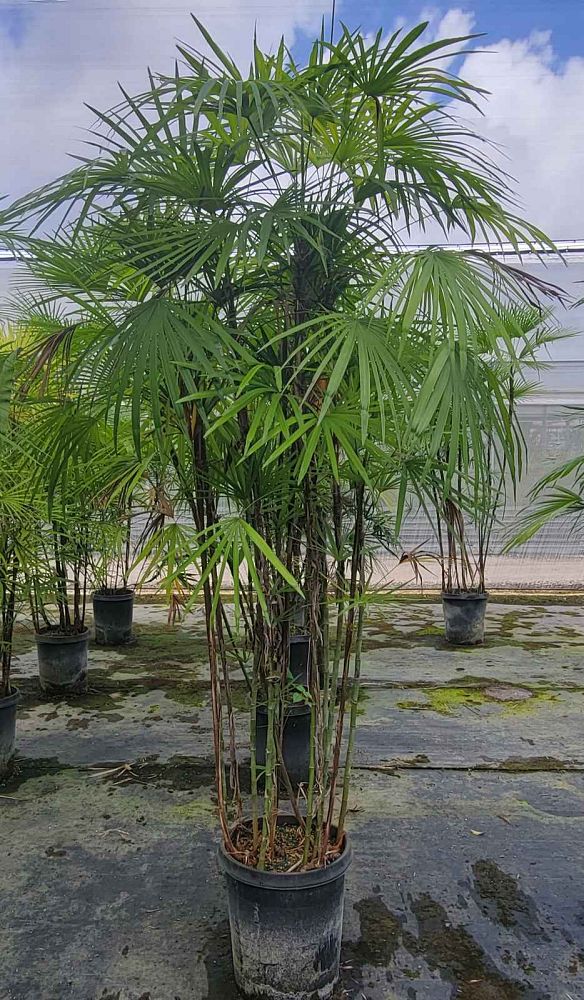 rhapis-multifida-jade-palm-finger-palm