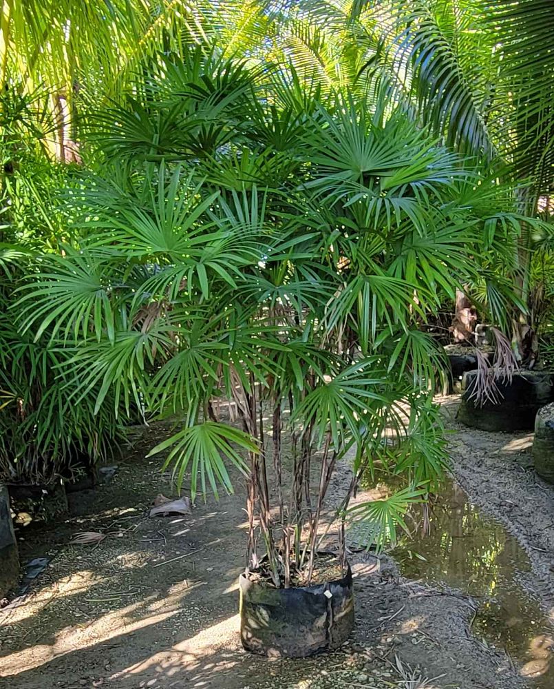 rhapis-multifida-jade-palm-finger-palm