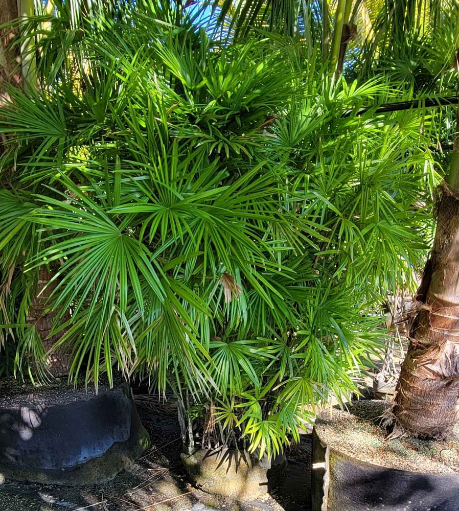 rhapis-multifida-jade-palm-finger-palm