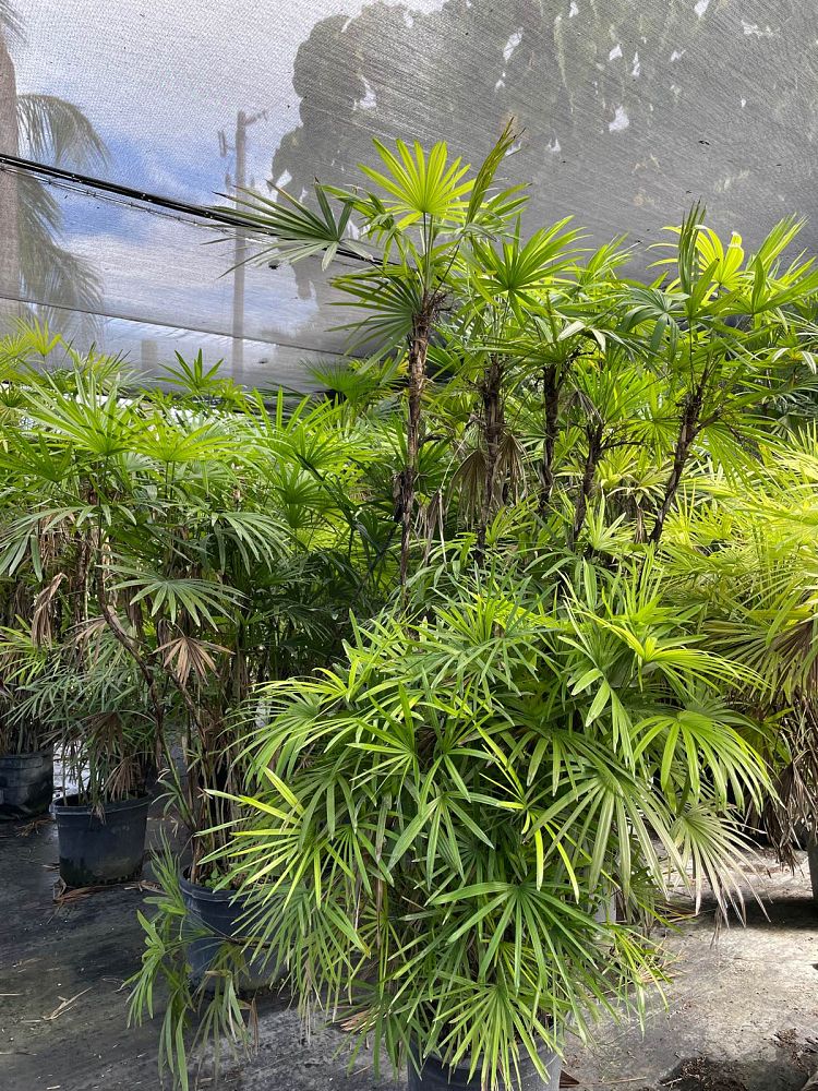 rhapis-multifida-jade-palm-finger-palm