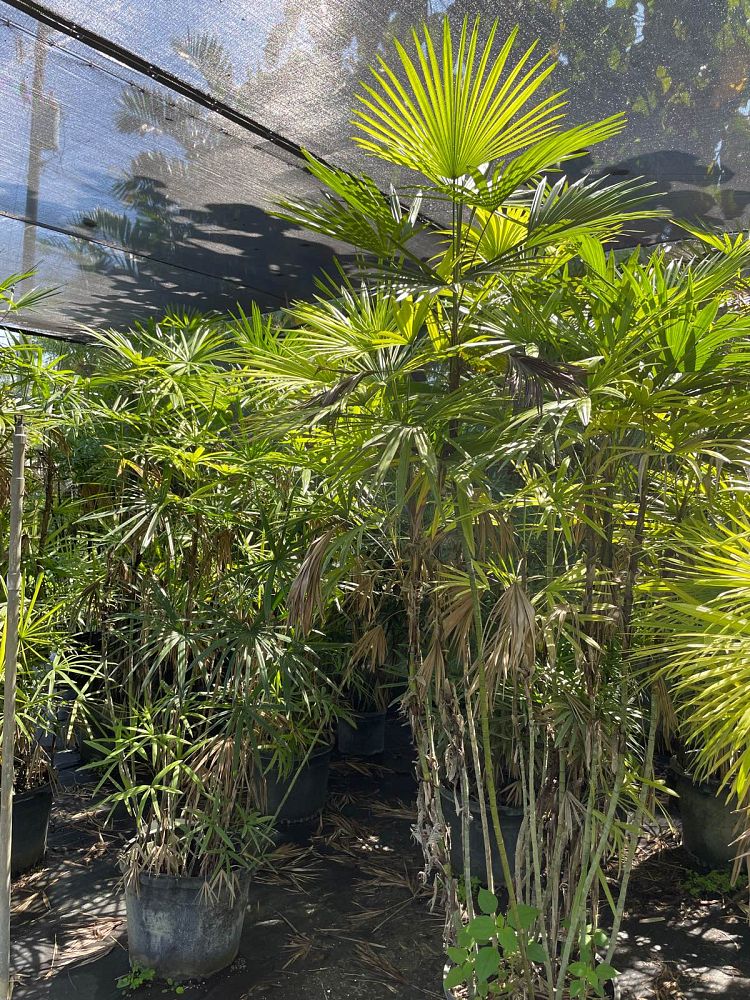 rhapis-multifida-jade-palm-finger-palm