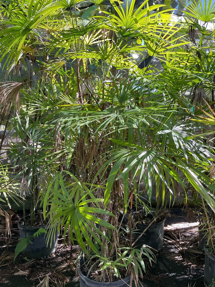 rhapis-multifida-jade-palm-finger-palm