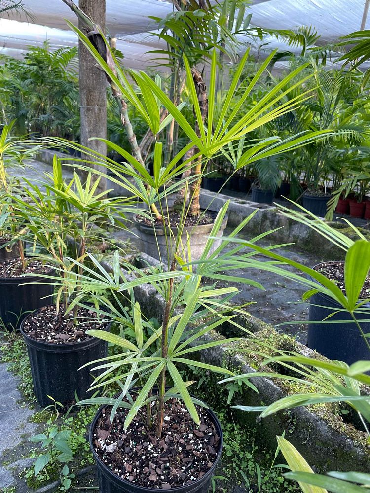 rhapis-multifida-jade-palm-finger-palm