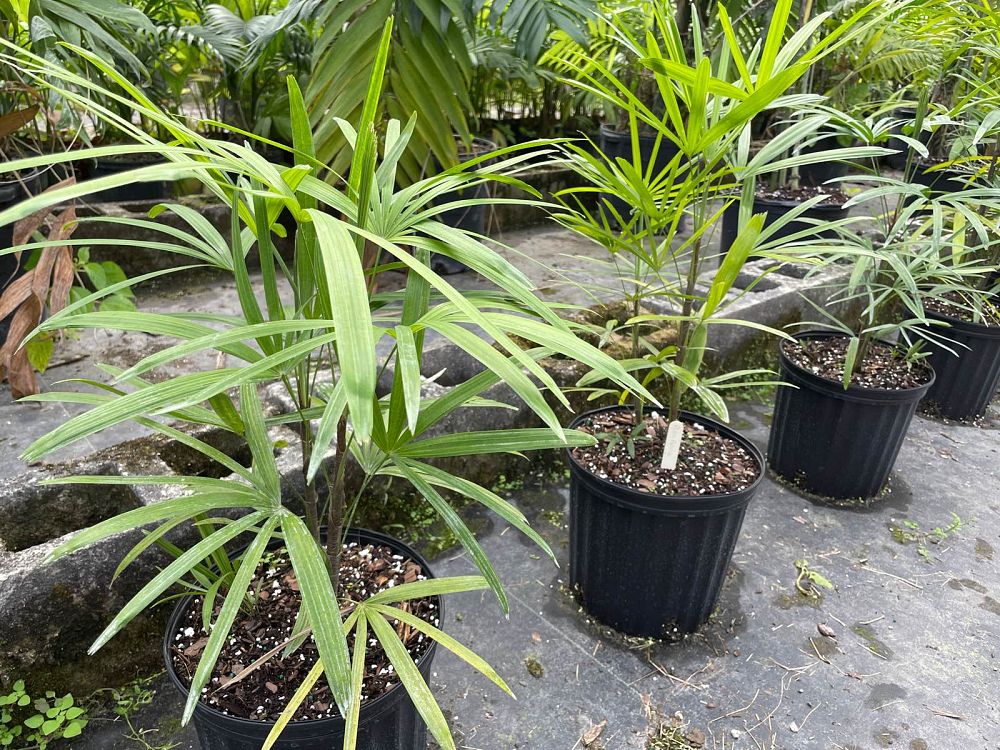rhapis-multifida-jade-palm-finger-palm