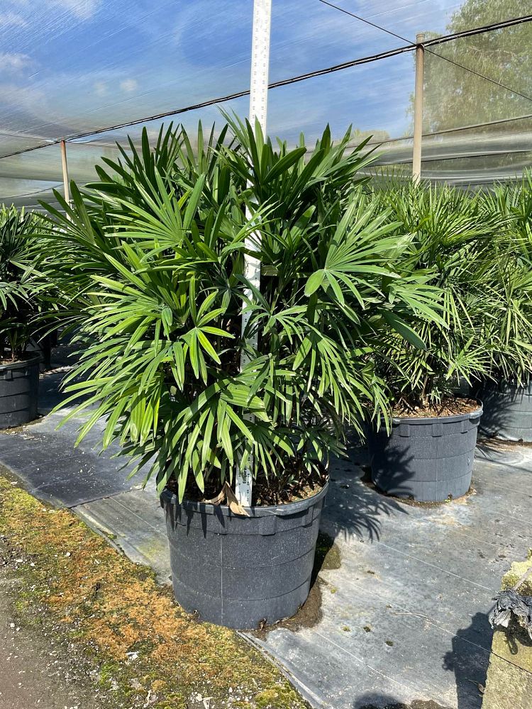 rhapis-multifida-jade-palm-finger-palm