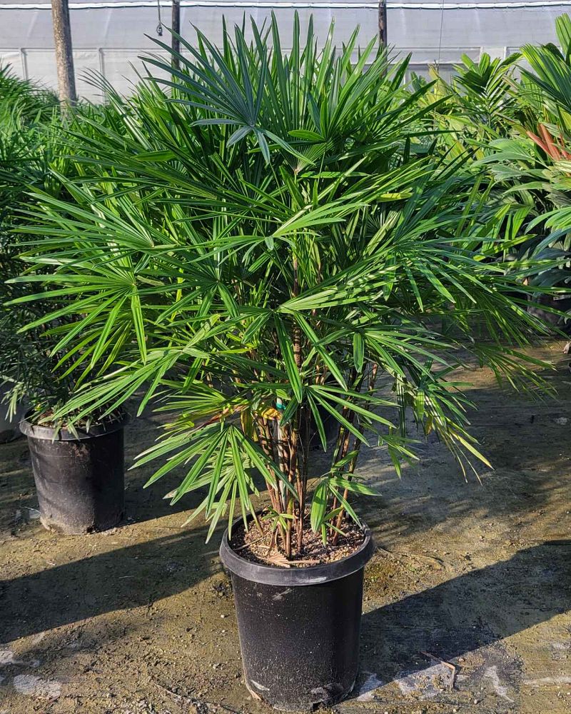 rhapis-multifida-jade-palm-finger-palm