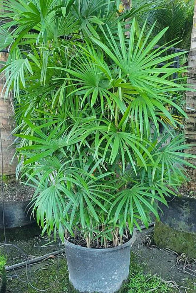 rhapis-multifida-jade-palm-finger-palm