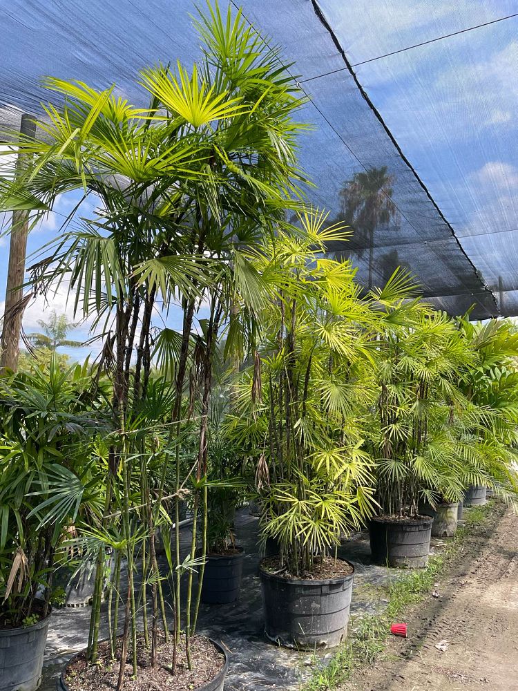 rhapis-multifida-jade-palm-finger-palm