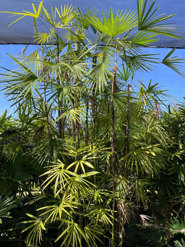 rhapis-multifida-jade-palm-finger-palm
