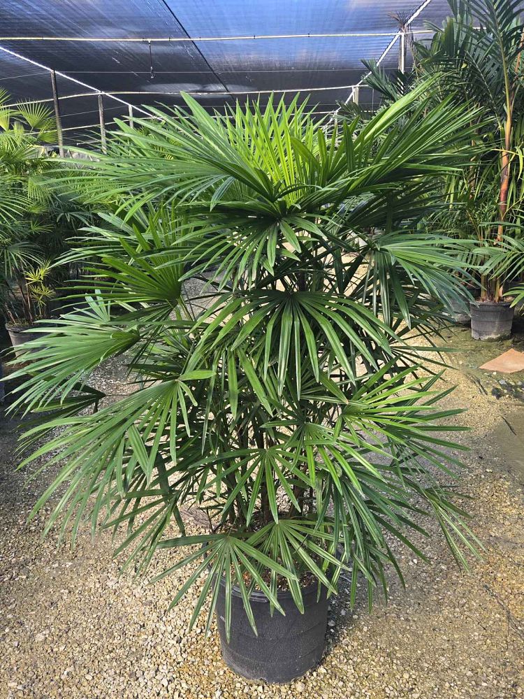 rhapis-multifida-jade-palm-finger-palm