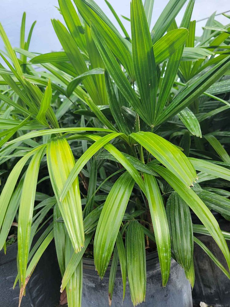 rhapis-robusta-guangxi-lady-palm