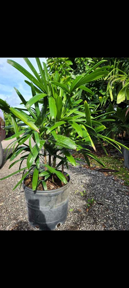 rhapis-robusta-guangxi-lady-palm